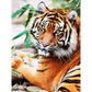 Tigers - paintings drawings by numbers - 9919742 / 20x30cm