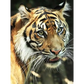 Tigers - paintings drawings by numbers - 9919744 / 20x30cm