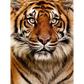 Tigers - paintings drawings by numbers - 9919745 / 20x30cm