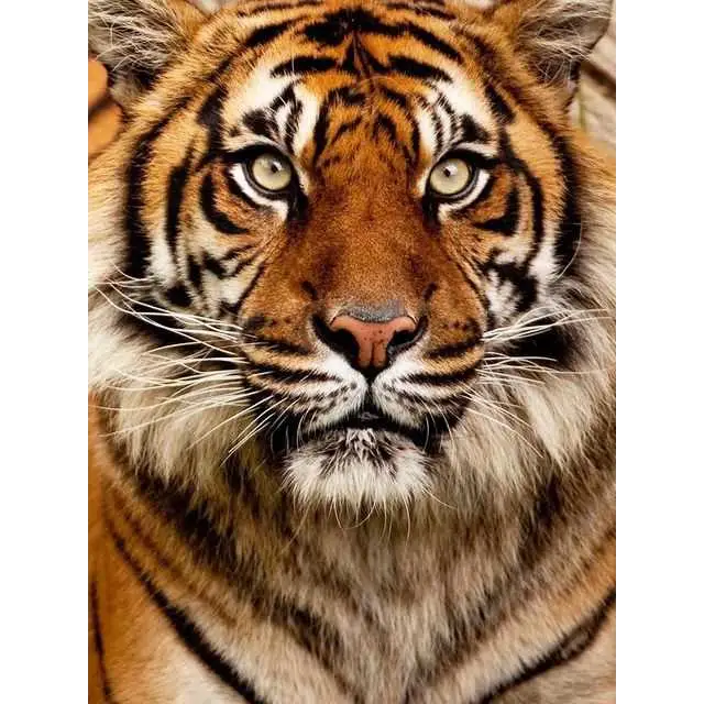 Tigers - paintings drawings by numbers - 9919745 / 20x30cm