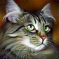 Favorite cats - paintings drawings by numbers - 4051 /