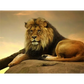 Lion King - paintings drawings by numbers - 9920943 /