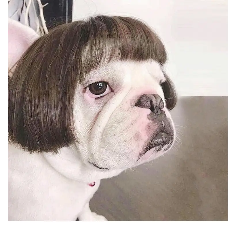 Pet Wig Cosplay Props Dog Cat Cross-Dressing Hair - 07 -