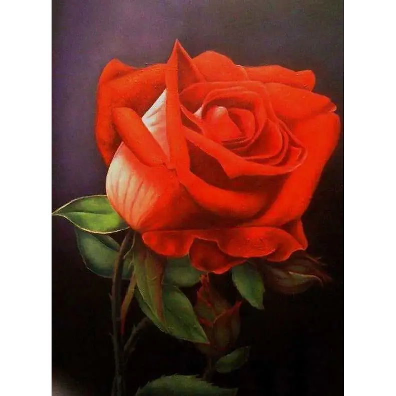 Stunning red roses - paintings drawings by numbers - 9911931