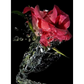 Stunning red roses - paintings drawings by numbers - 9911947