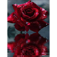 Stunning red roses - paintings drawings by numbers - 9911950