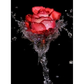 Stunning red roses - paintings drawings by numbers - 9911951