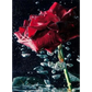 Stunning red roses - paintings drawings by numbers - 9911952