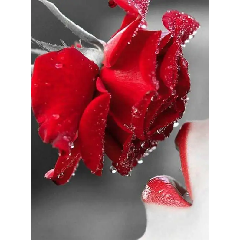 Stunning red roses - paintings drawings by numbers - 998437