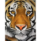 Tigers - paintings drawings by numbers - 9919740 / 20x30cm