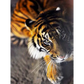 Tigers - paintings drawings by numbers - 9919746 / 20x30cm