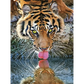 Tigers - paintings drawings by numbers - 9919747 / 20x30cm