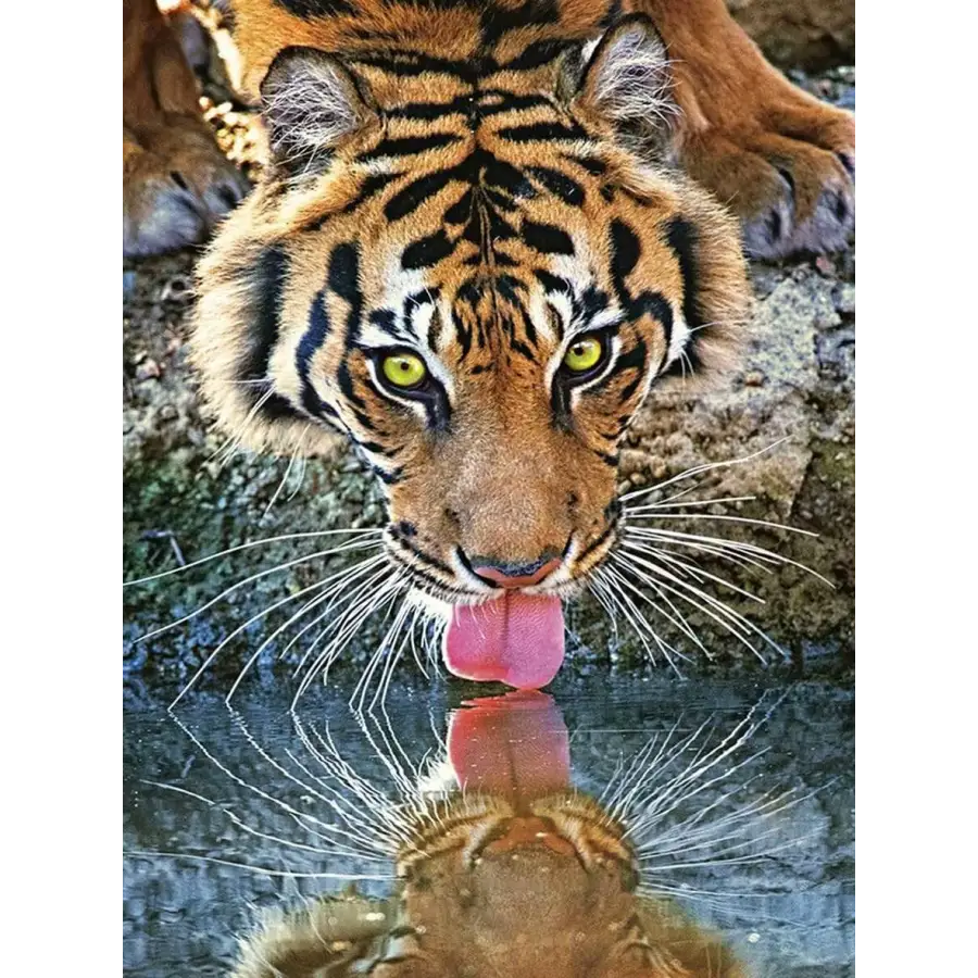 Tigers - paintings drawings by numbers - 9919747 / 20x30cm